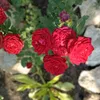 rezeda_karimova85
