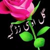 haroonwazirts