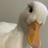 bexoaixinhiu188