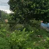 nguyenthuong_39