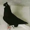 userr7jrttmt23