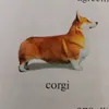 pelujamp