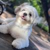 skyetheshihtzu