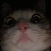 tego_._typu