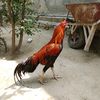 mahammadrahman650