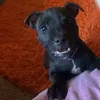 albiethedon