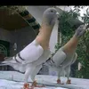 userlxllsbgu55