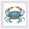 gulfcoastbluecrab