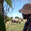 132buffalo