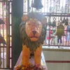 uttamghising946