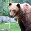dutch_vanderlinde727