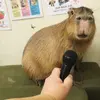 capybaracap67