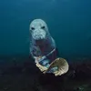 blackieliek
