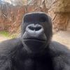 thatoneape01
