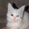 MJ Pets-804