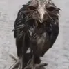 melmelkkj_