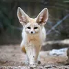 evan_le_fennec