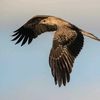 whistling.kite.bird