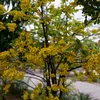 thaothao011078