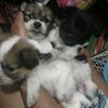 3doggies4