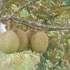 gagaprasetyonugro