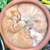 snail.paradise