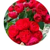 loly216hs