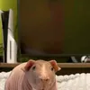 lentejas9000