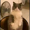 laila_bell_