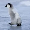 pnguin9