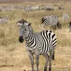 momonalovelies