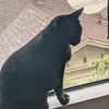 bothecatofficial
