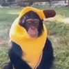 monkesquidd