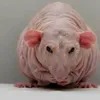 rat47365