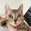 tiggytoky