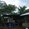 Sampoerna_farm