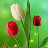 ashoor.khan0