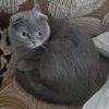 _persichek6935_