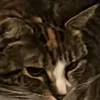 meowmistycat1