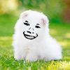 cully_.jmg