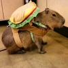 capybara_300