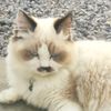 neo cat house