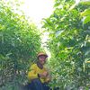 petani_pemula447
