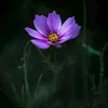moe6816502970807