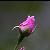 19lakamora