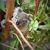 wildlifetim1