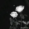 xibachao_219