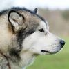 dog.biggest