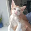 GĐ-Mèo CAM 🍊 hệ Cá