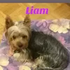 liznanna
